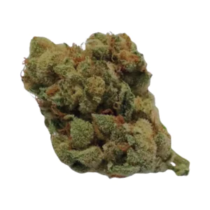 Image of Nimbus easy 26/1 La Sage