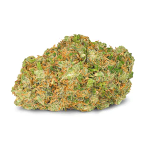 Image of Pedanios 22/1 DNK