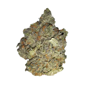 Image of Nimbus Easy 22/1 Gelato