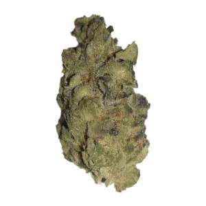 Image of enua 27/1 STP CA