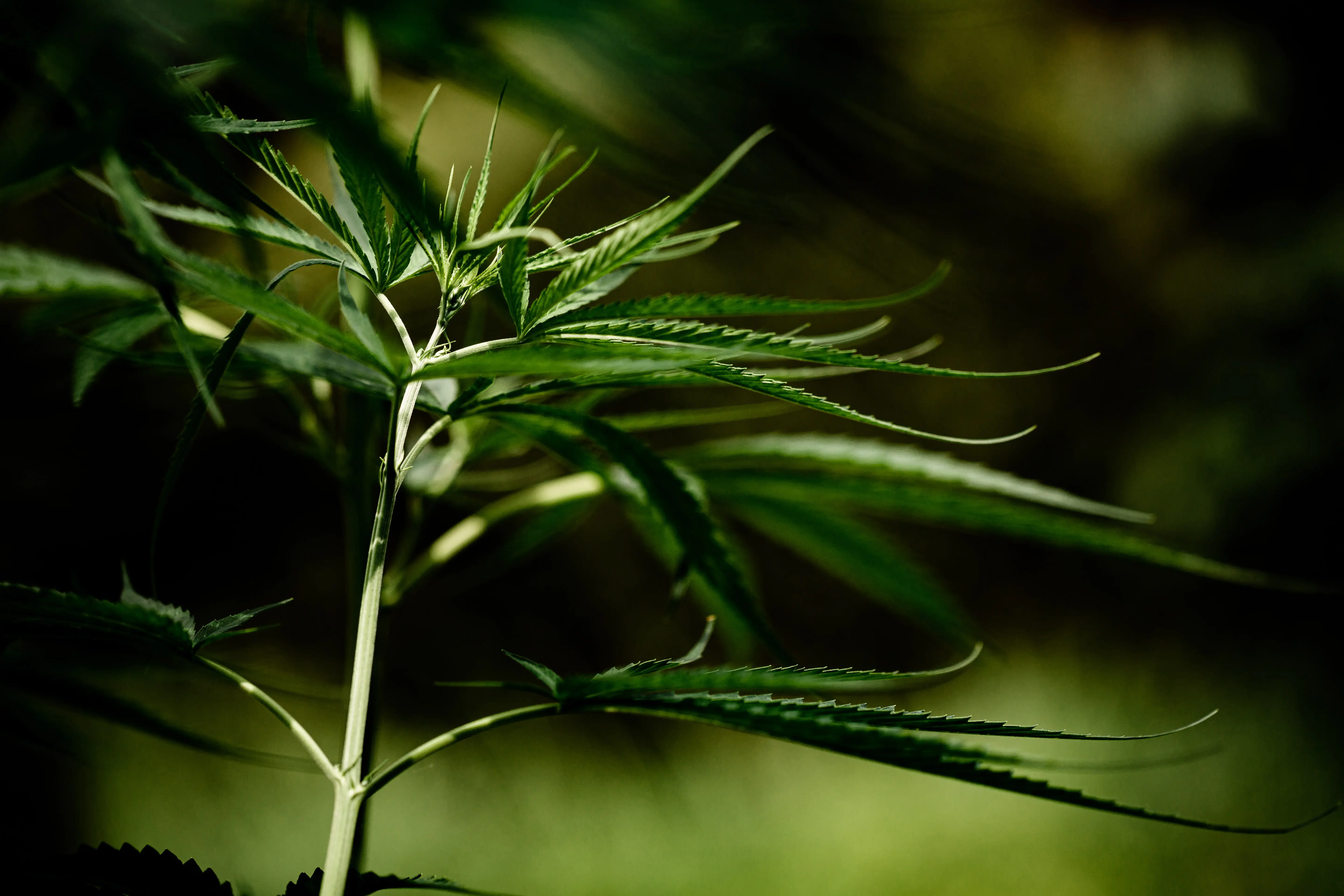 Sativa Wirkung: Alles, was Du wissen musst