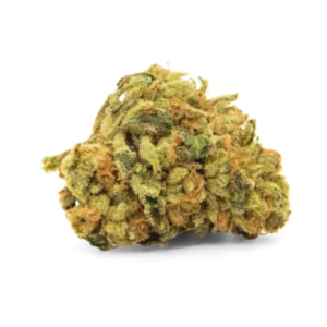 Image of 24/1 NICE DD