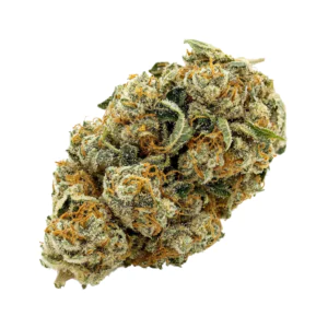 Image of madrecan 24/1 GDY