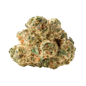 Image of SCC 33/1 ANZ
