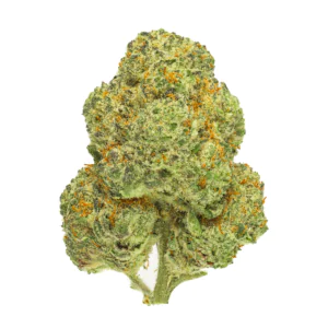 Image of Pedanios 31/1 CMK-CA