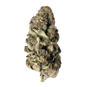 Image of alephSana rose 18/1