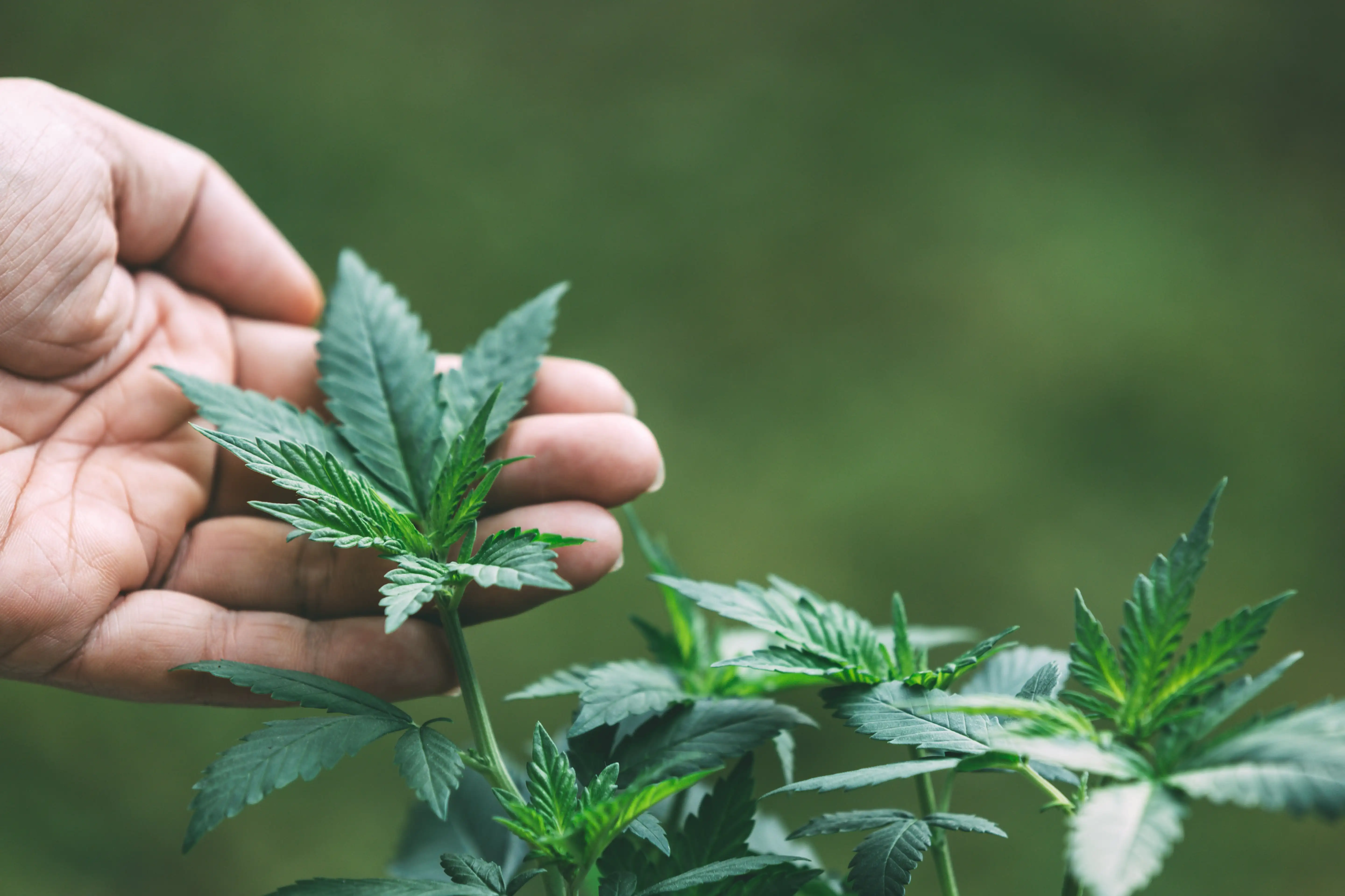 Indica Wirkung: Alles, was Du wissen musst