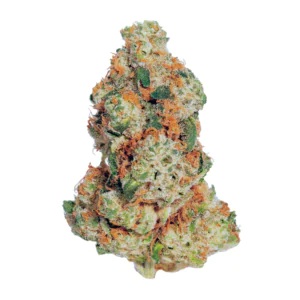 Image of Gripon420 24/1 MC3