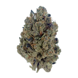 Image of Nimbus Easy 22/1 GOM