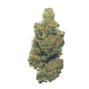 Image of Copper Rose 26/1