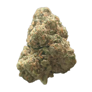 Image of NedCann GHC 22/01