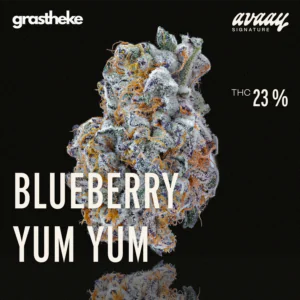 Image of avaay Signature 23/1 BYY