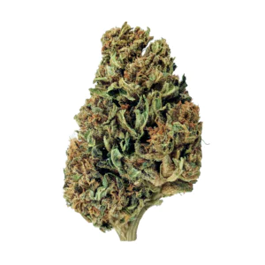 Image of DrWatson 24 Mimosa AUS