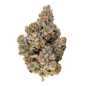 Image of 27/1 Amici HS