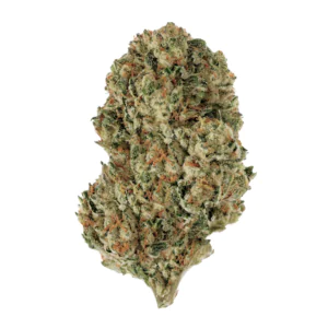 Image of 34/1 Amici BZ
