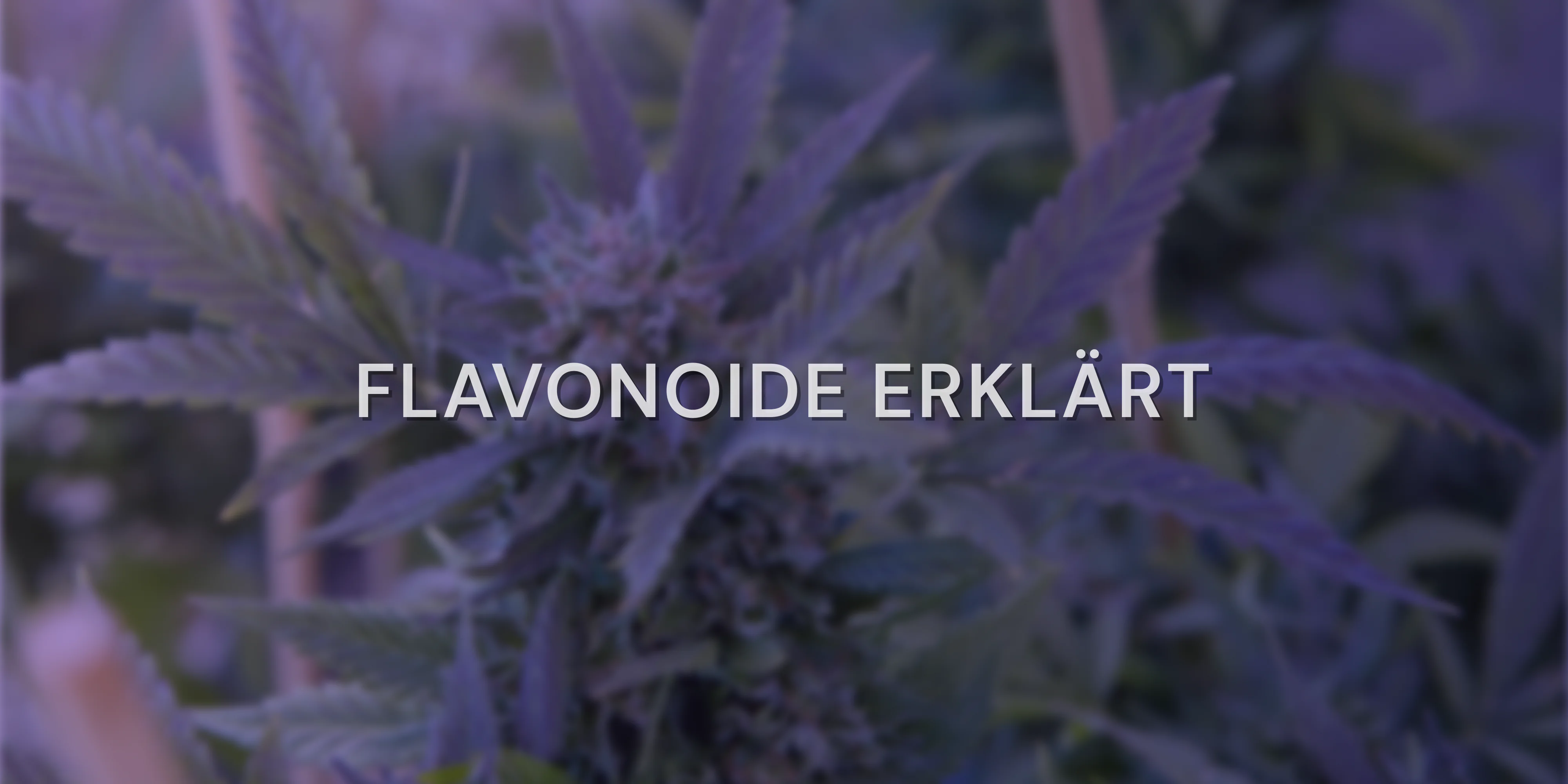 Flavonoide erklärt Cover Bild
