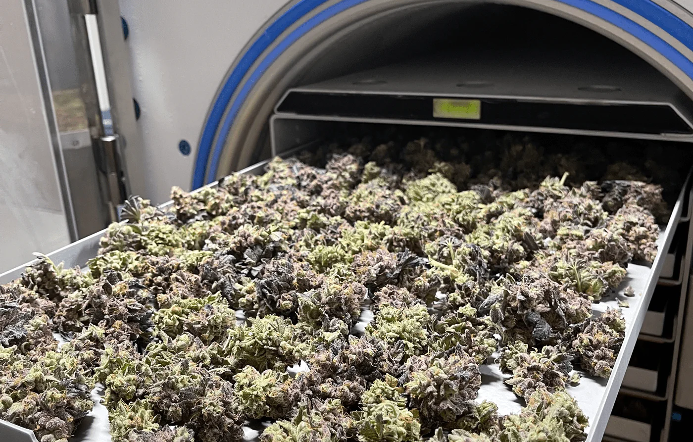 Gefriergetrocknetes Cannabis: Fortschritt oder nur ein Hype?