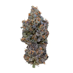Image of 28/1 IUVO OC TEMPTATION