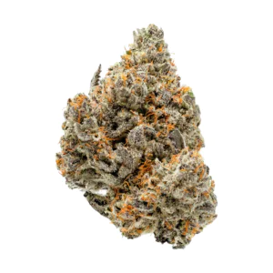 Image of enua 22/1 ASF CA