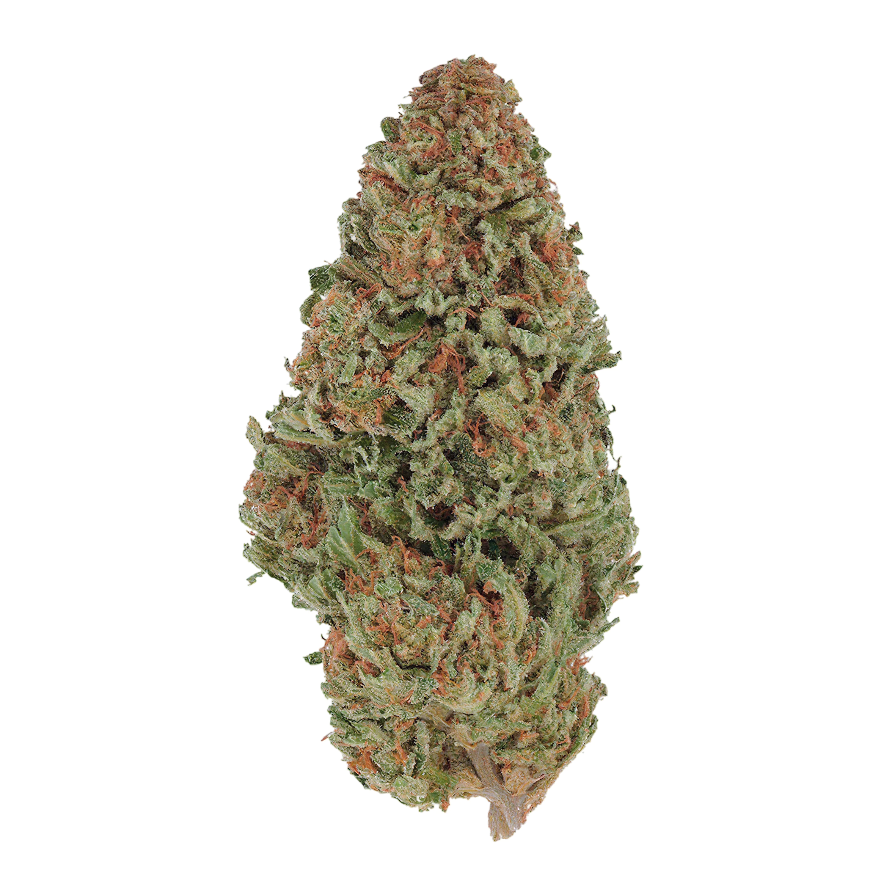 Image of Pedanios 25/1 FLH-CA