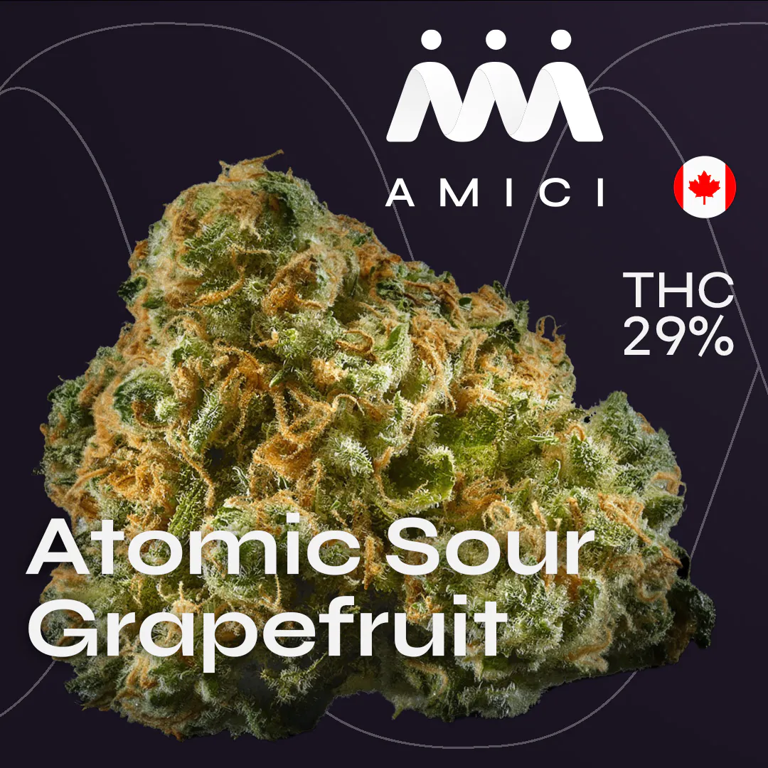 Image of 29/1 Amici AS