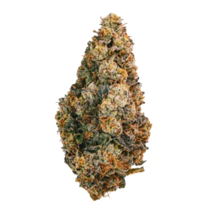 Image of 30/1 Amici SP