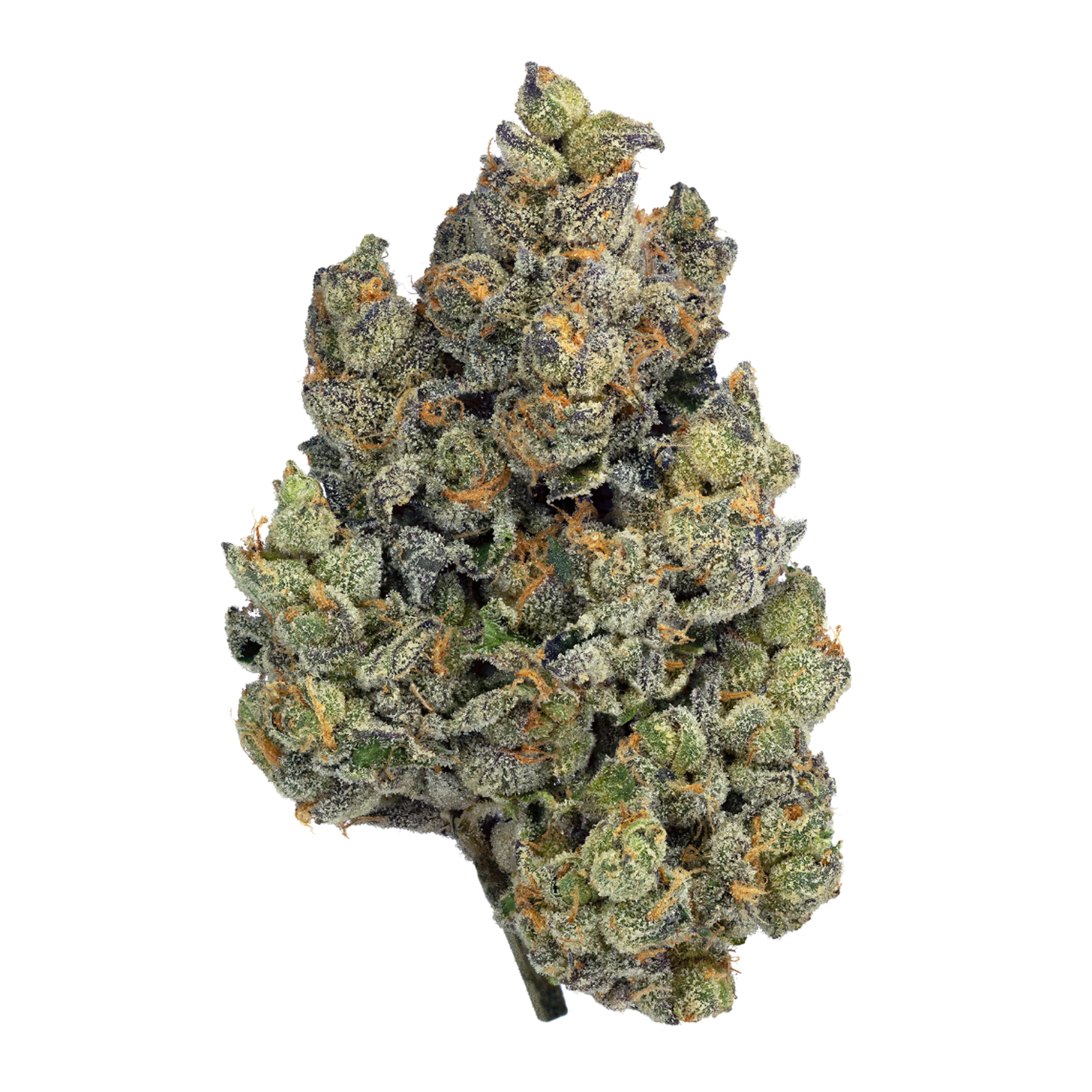 HiSociety BZ 29/1 Blue Zushi Produktfoto