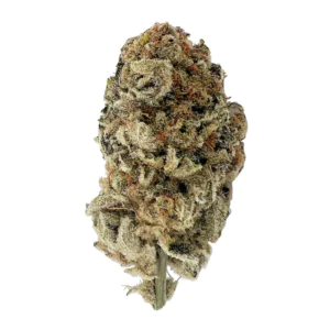 Image of DrWatson 22 CS AUS
