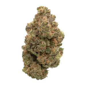 Image of 33/1 Amici STD
