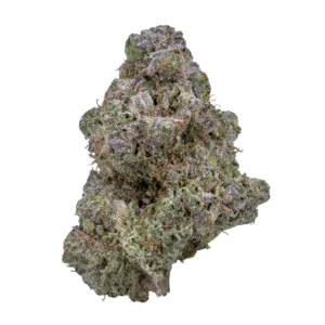 Image of 24/1 IUVO KC OJ ZAINBOW