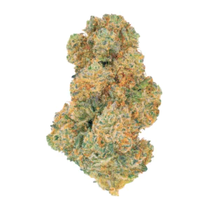 Image of 24/1 NICE LVC