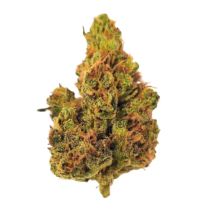 Image of Amici 28/1 CLD