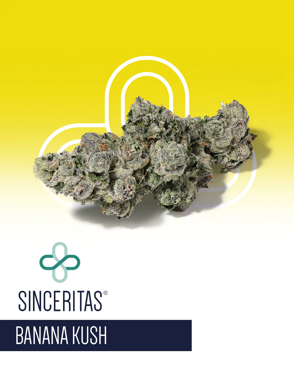 Image of Sinceritas Verum 24/1 BK