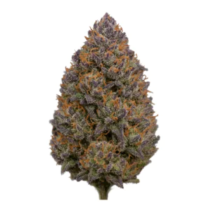 Image of Cannovum Apex GOA-PT 26/1