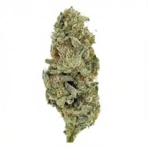 Image of NICE 33/1 WCR
