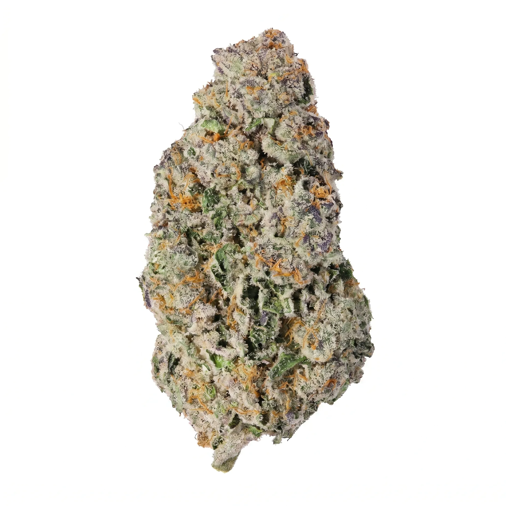 Image of Sinceritas Sativa Verum 24/1 TC