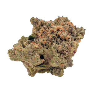 Image of DrWatson 24 TO AUS