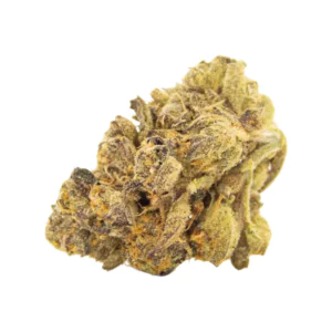 Image of Amici 22/1 PMA