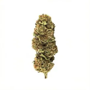 Image of OzSun 26/1