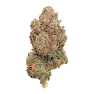 Image of Demecan MC Regular Drop 25:01 Divorce Cake x Jungle Cake