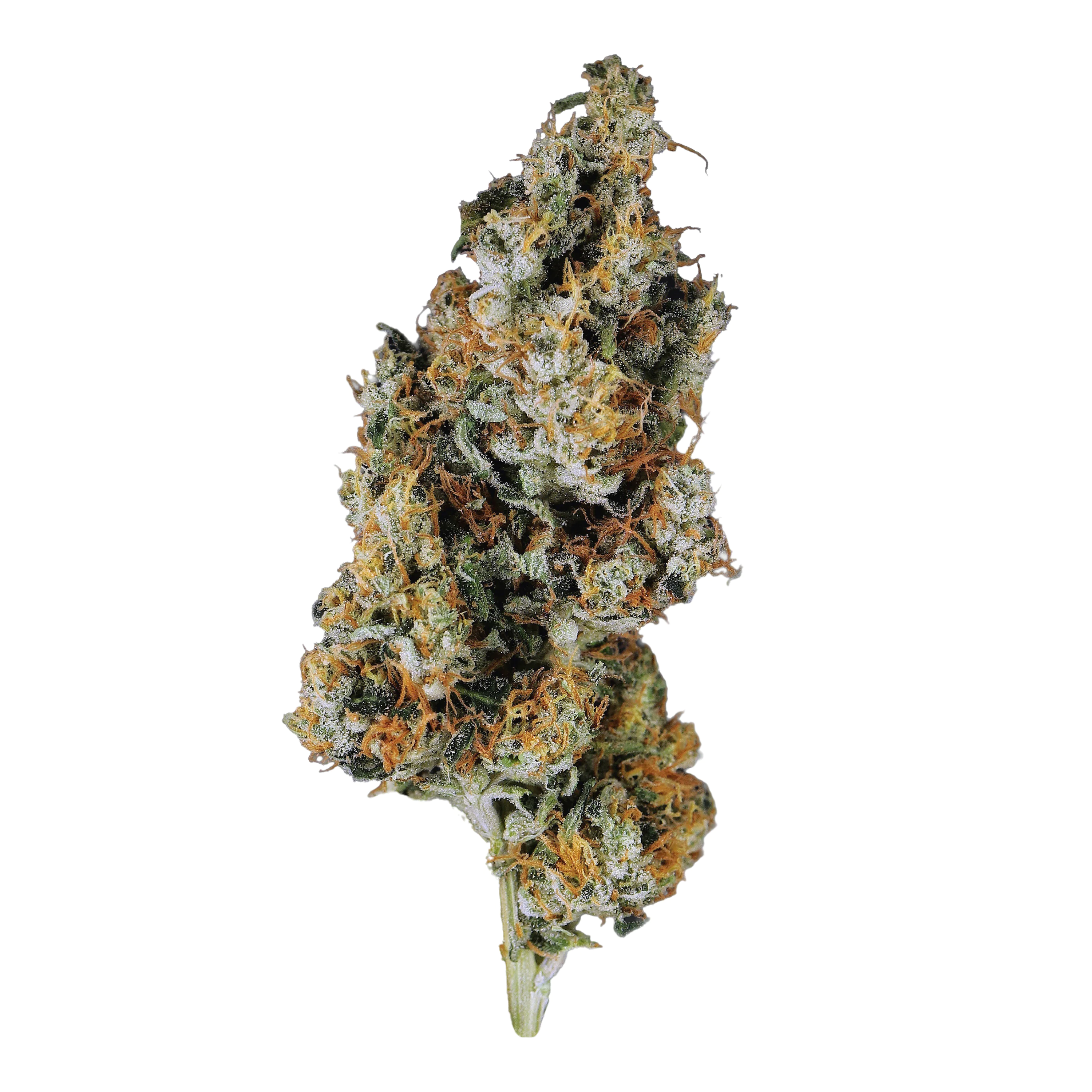 Image of Candoro ethics 22:1 Hybrid OGK