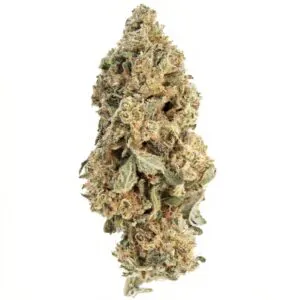 Image of Cannabis flos 26/1 CSF Ku. Cape Venin