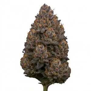 Image of Cannovum Apex CHY 27:1