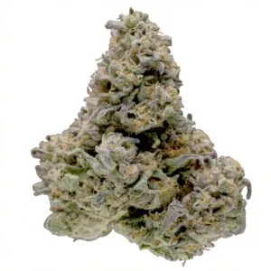 Image of Kush Collective LPP 30/1