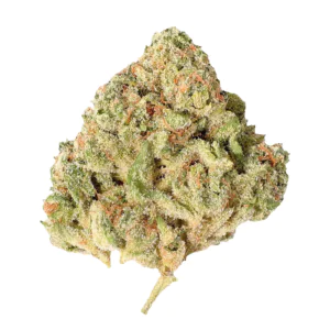 Image of enua 25/1 WPP PT