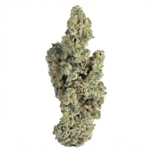 Image of enua 33/1 BC CA