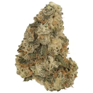Image of 30/1 Amici SLH