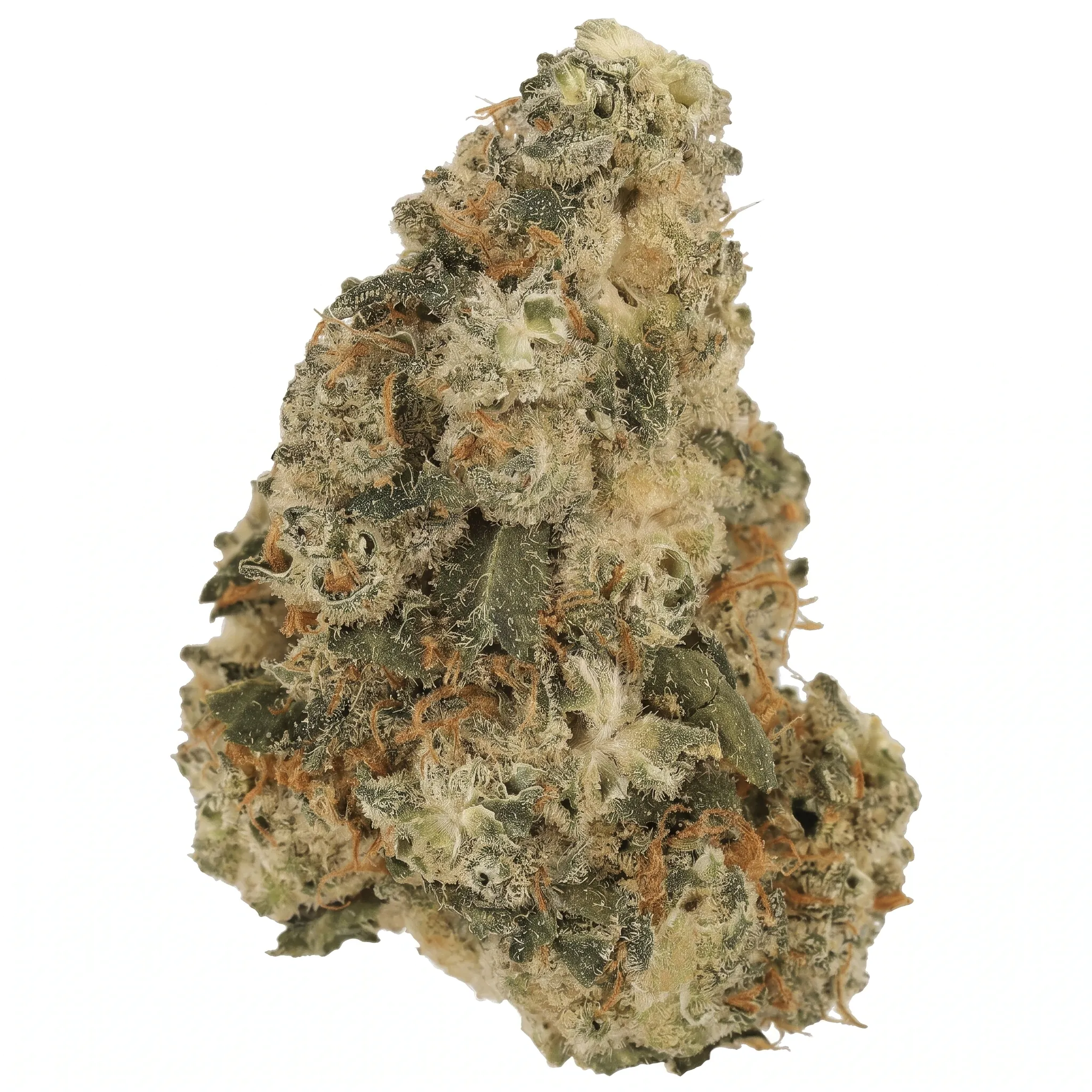 Image of 30/1 Amici SLH