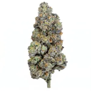Image of Bathera 28 CA CM