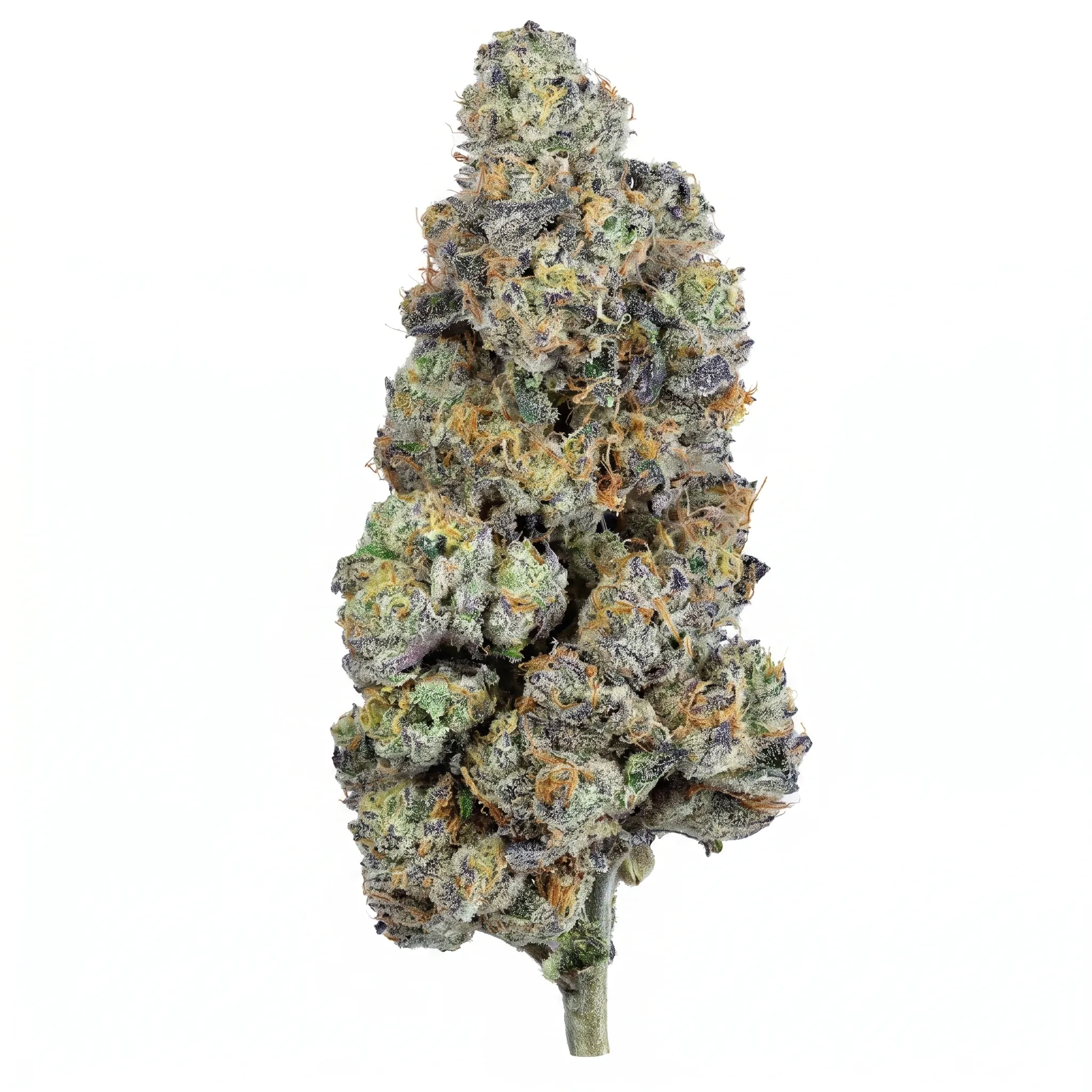 Image of Bathera 28 CA CM